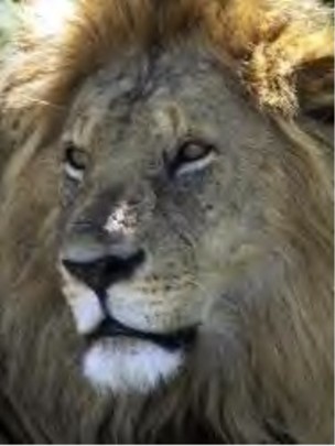 wild animals pictures lion. Wild Animal Park, designed by